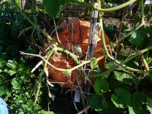 Volktuinvereninging 008