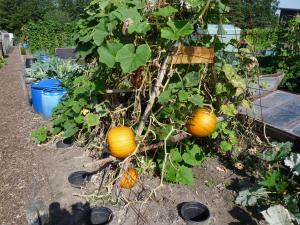 Volktuinvereninging 009