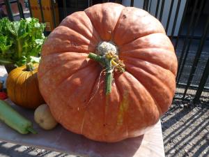 Volktuinvereninging 017